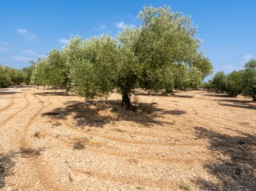Terreno rustico in vendita a Ulldecona