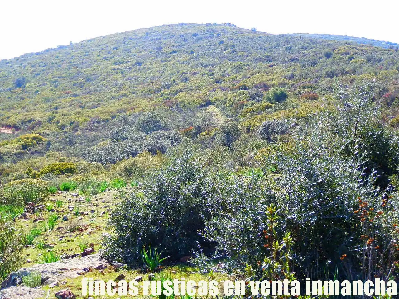 Terreno rustico in vendita a Aldea del Rey, imagen 9