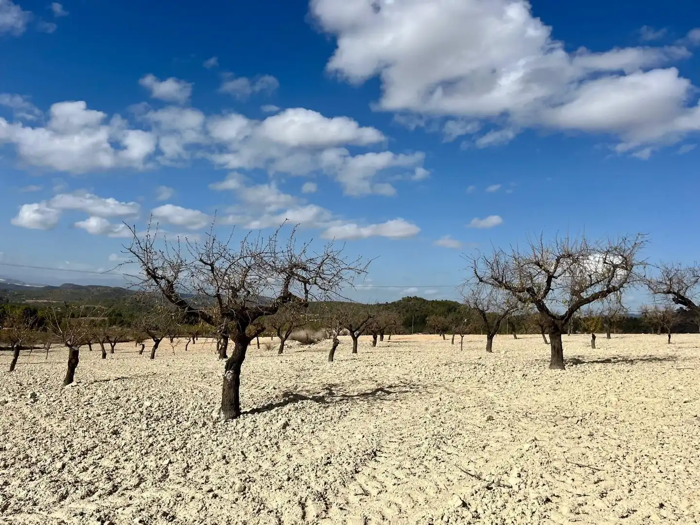 Lands and plots for sale in Bullas, imagen 4