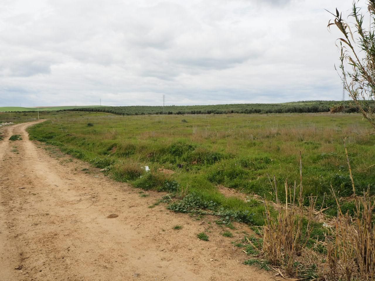 Land for sale in Guillena