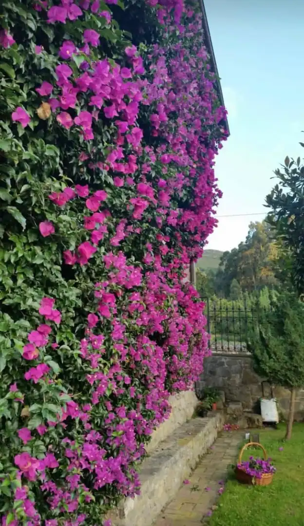 Maison avec jardin à vendre à Posada - Barro, imagen 39