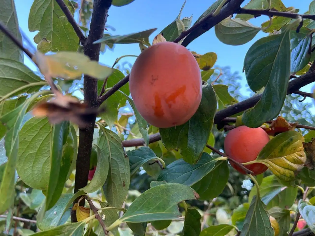 Jardí de Finca rústica en venda en Estepona amb Aire condicionat, Calefacció i Jardí privat
