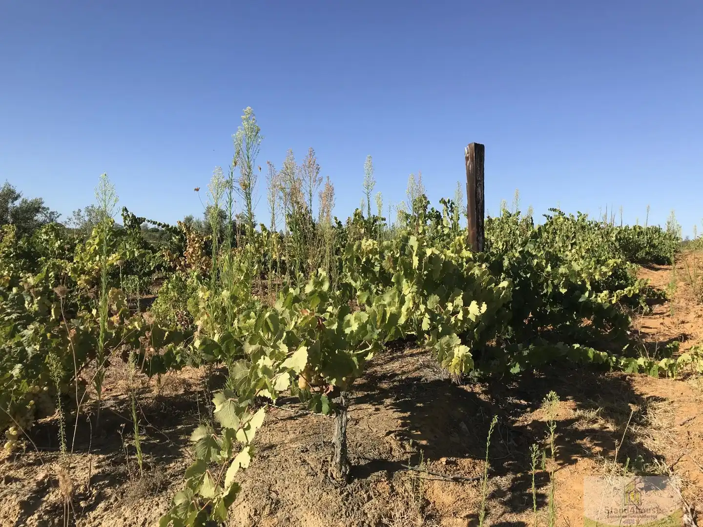 Vista exterior de Finca rústica en venta en Chucena
