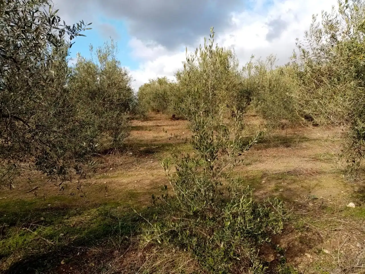 Rural land for sale in N/A, imagen 6