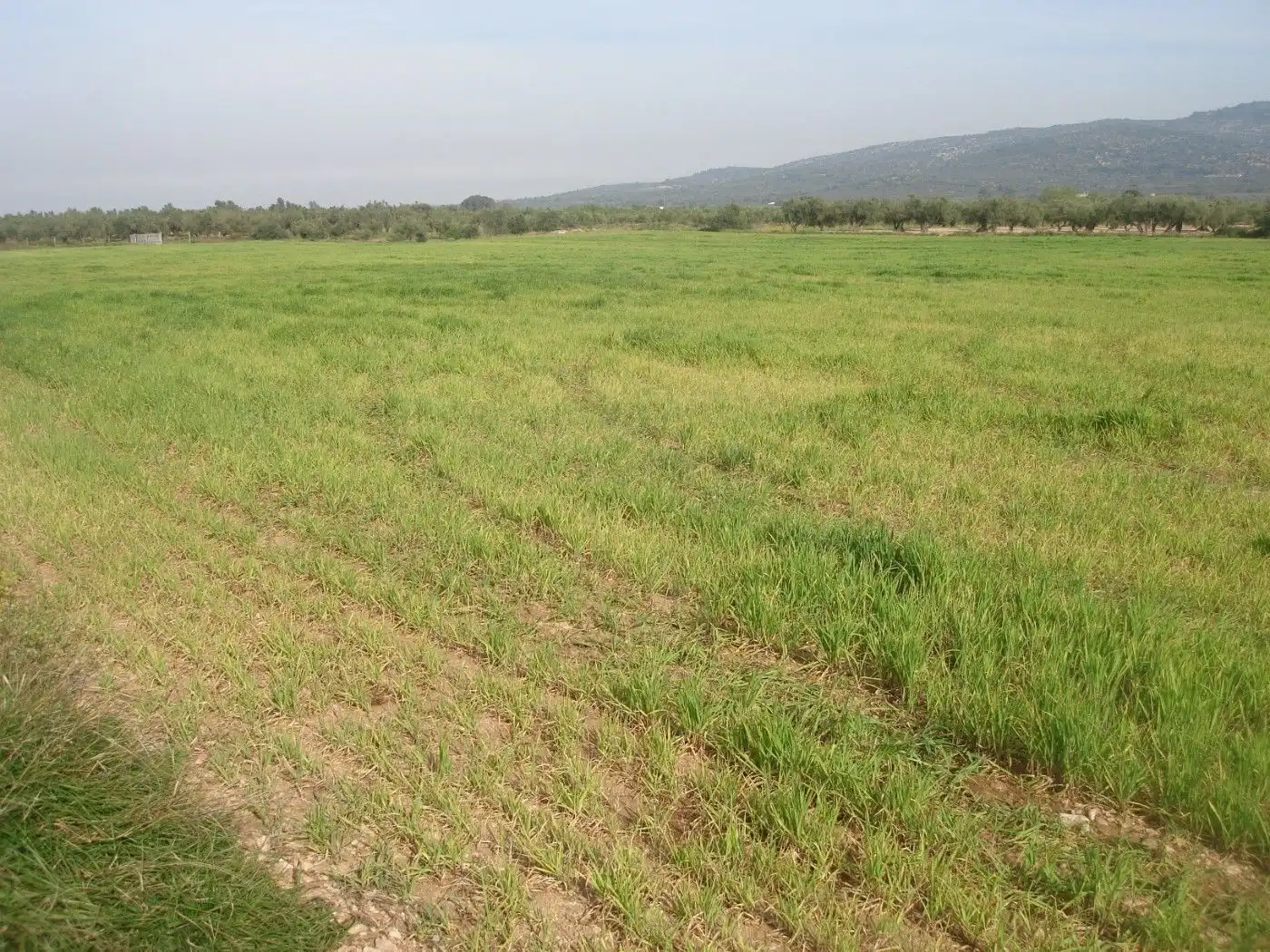 Terreno rustico in vendita a Godall, imagen 8