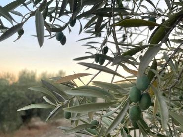 Terreno rústico en venta en Palma del Río