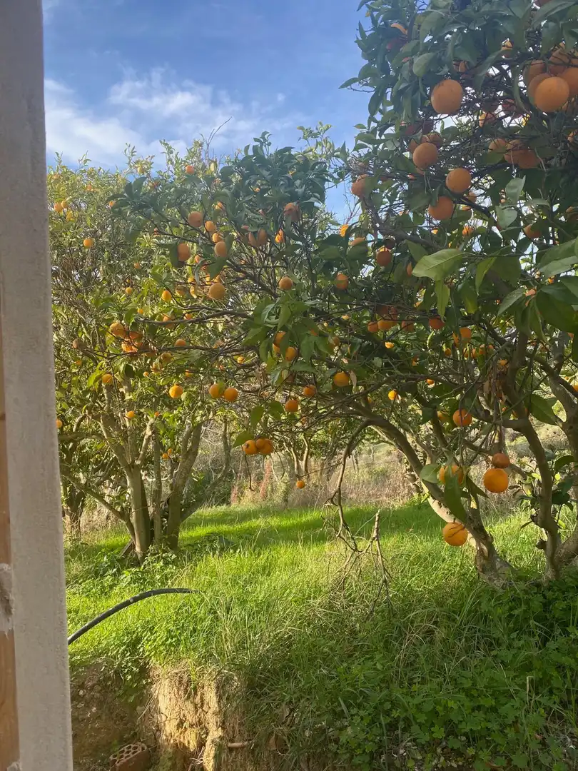 Terreny rústic en venda a El Palmar, imagen 16