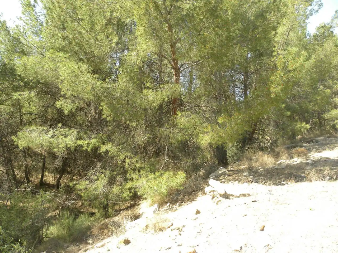 Terreno rustico in vendita a Carretera Llano de Béjar, imagen 6