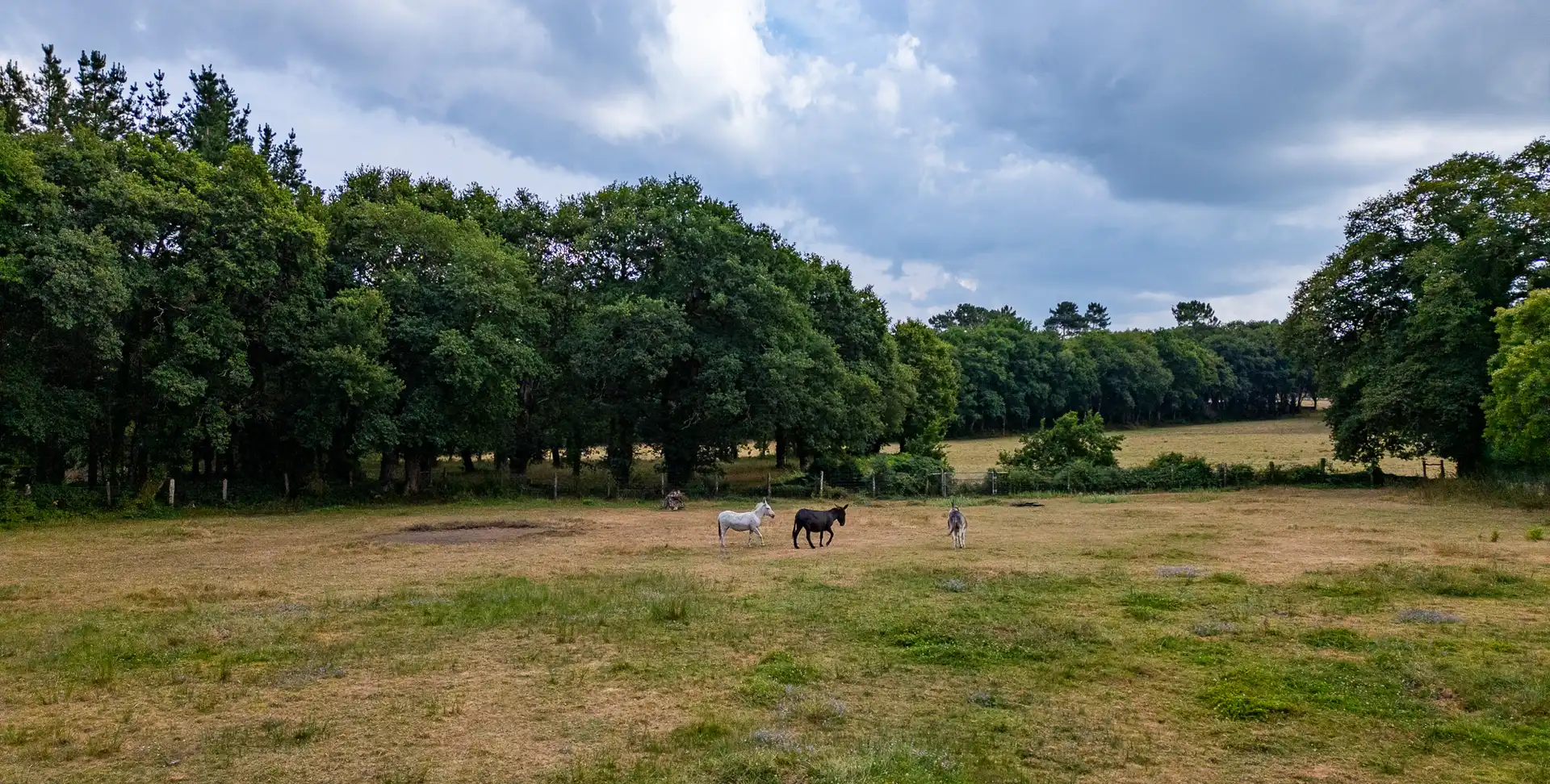 Finca rústica en venta en Begonte