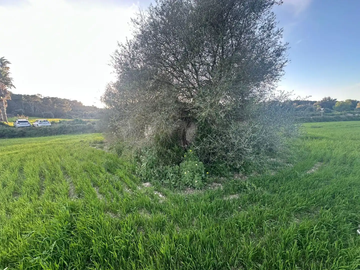 Terrain rustique à vendre à Sant Joan, imagen 3