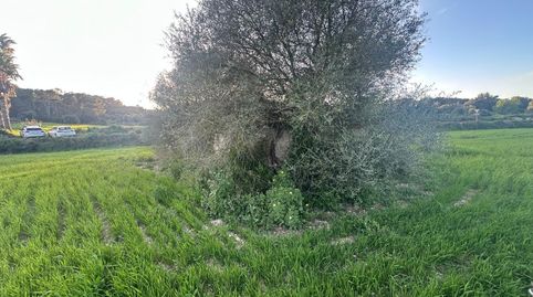 Finca rústica en Sant Joan, immagine 3