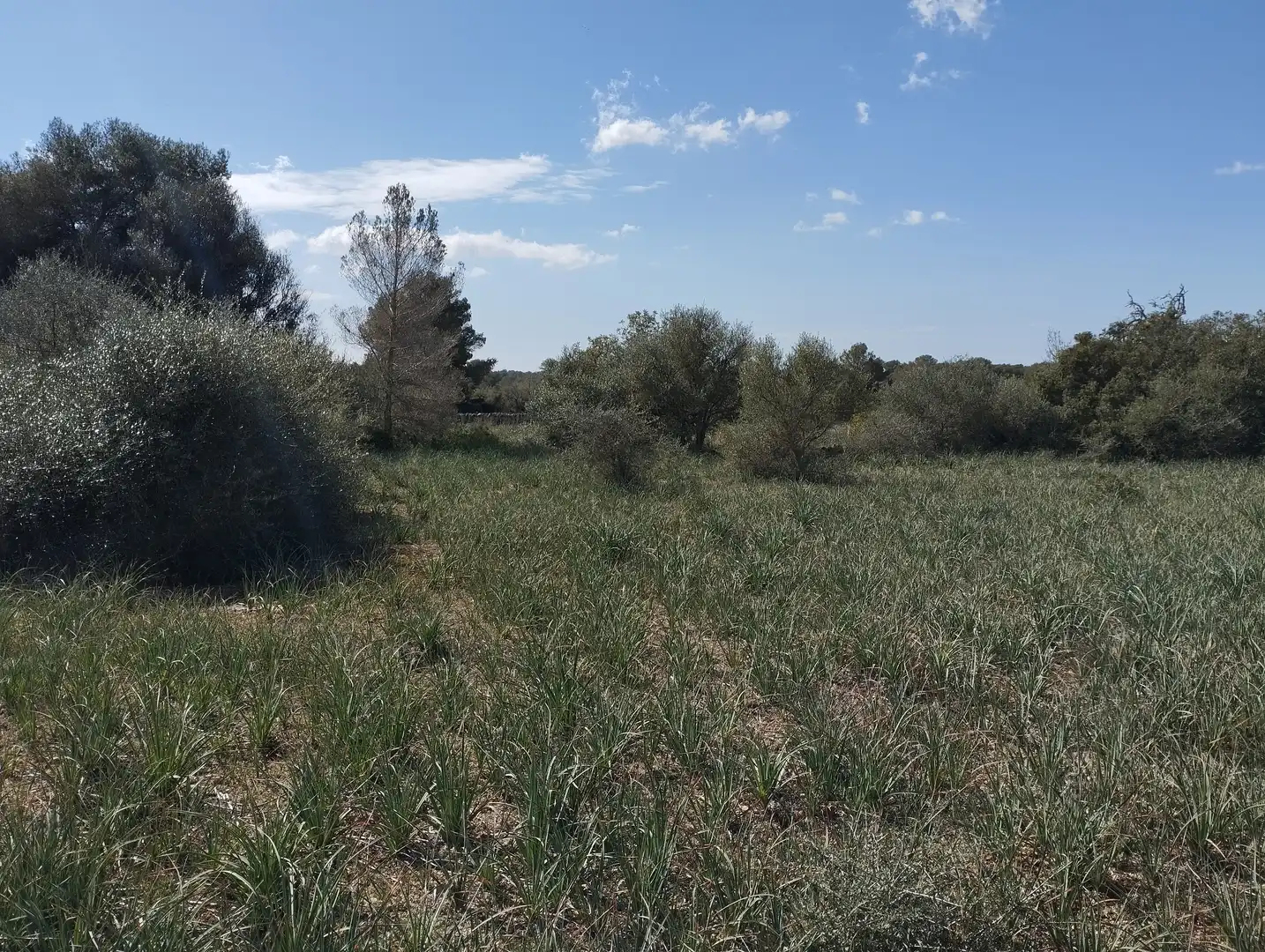 Terreno rustico in vendita a Son Gual-B 11, imagen 6
