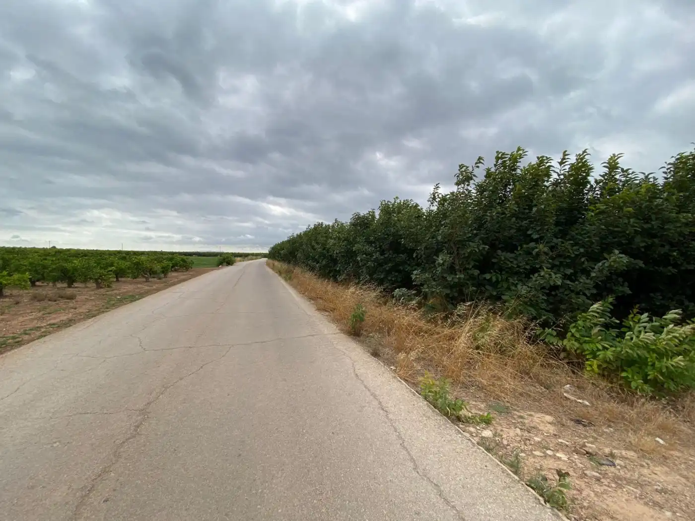 Terreny rústic en venda a Camino ALBALAT, imagen 2