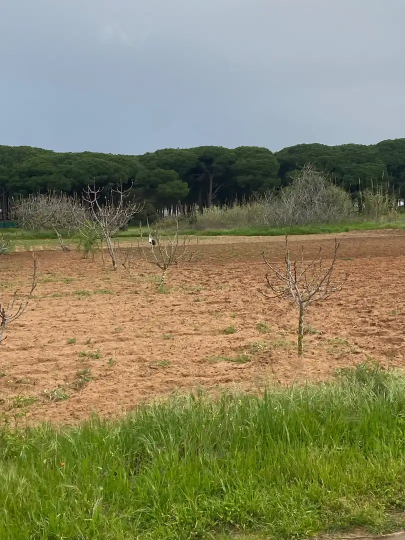 Terrenys i solars en venda a Camino del Lagar 29, imagen 9