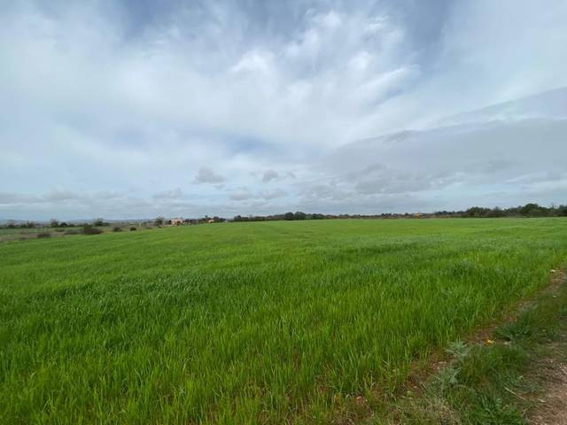 Terreno en Venta en Felanitx Poble