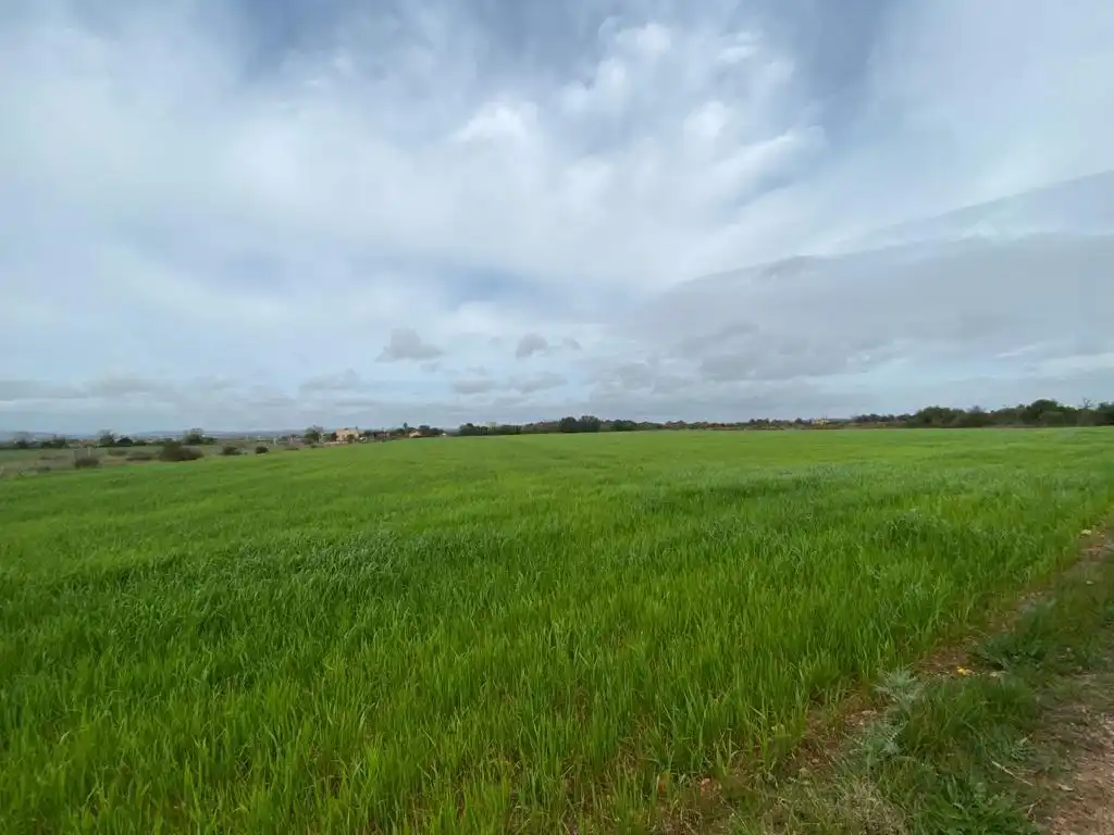 Rural land for sale in Felanitx Poble