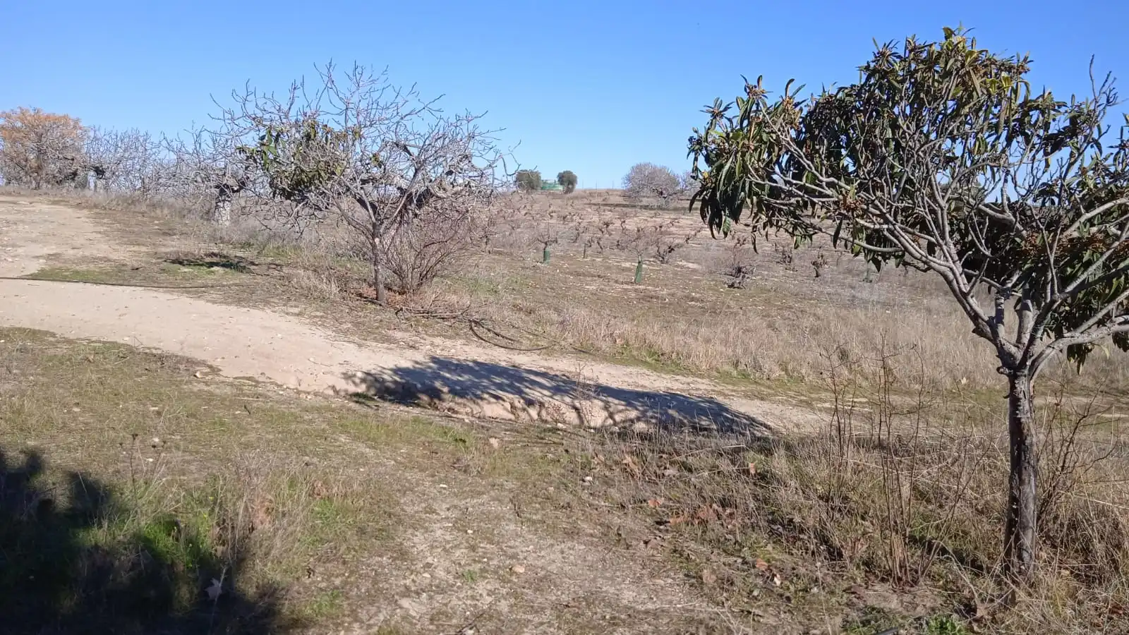 Terreno en venta en Illán de Vacas