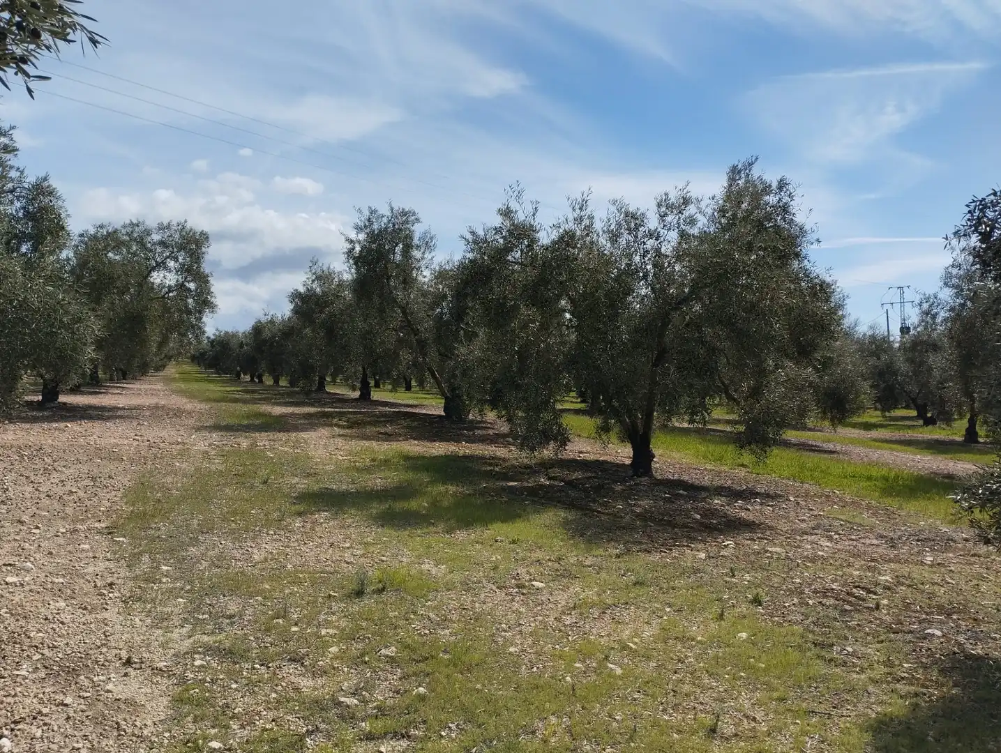 Terreno rustico in vendita a Calle los Yesares, imagen 9
