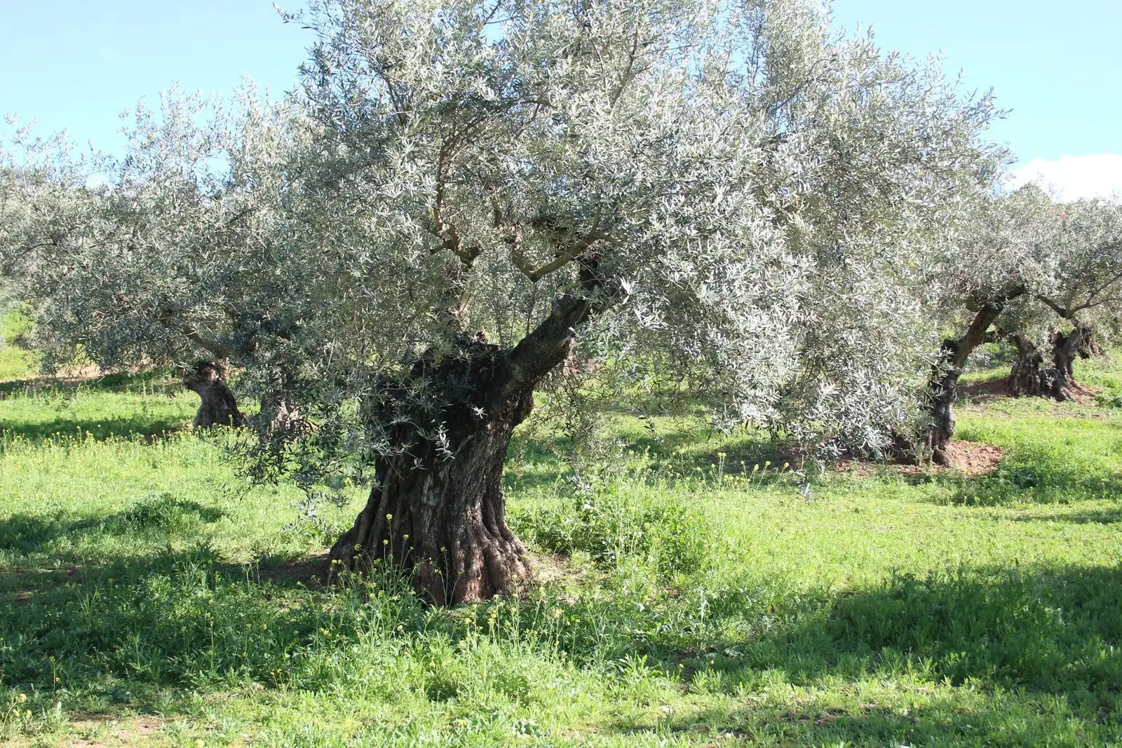 Terreno rustico in vendita a Calicasas, imagen 4