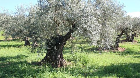 FINCA RÚSTICA DE OLIVOS EN CALICASAS, GRANADA., immagine 4