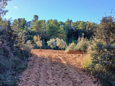 Terreno rustico in vendita a Calle Tremedal 13