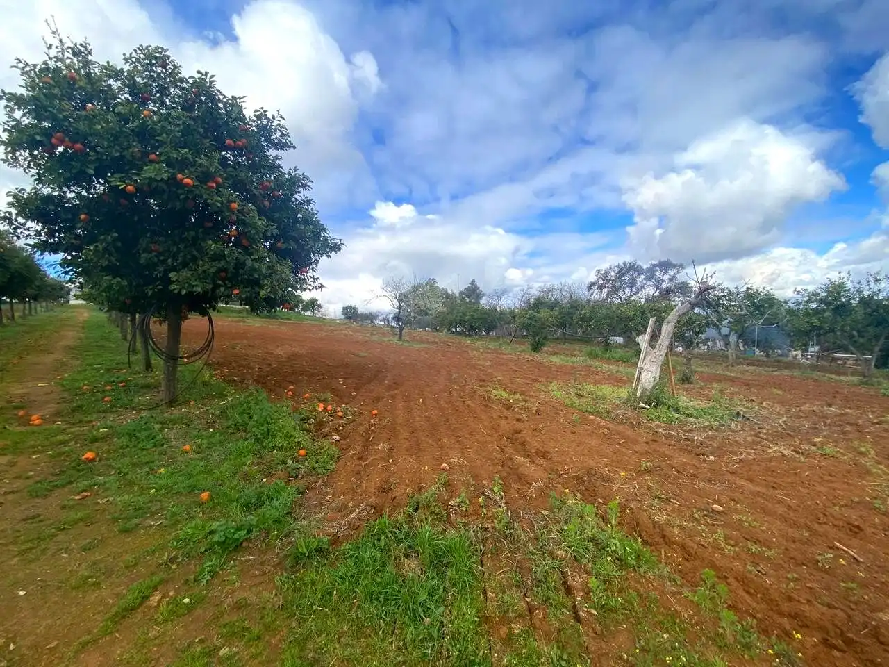 Finca rústica en venta en El Viso del Alcor