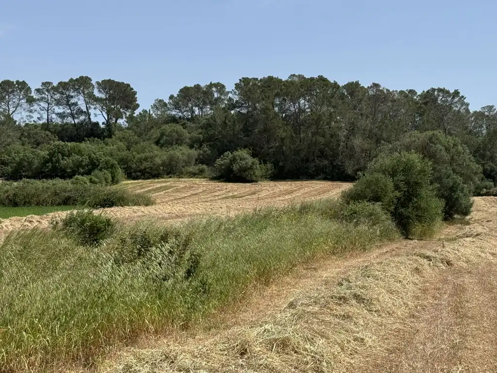 Terreny rústic en venda a Sineu, imagen 7