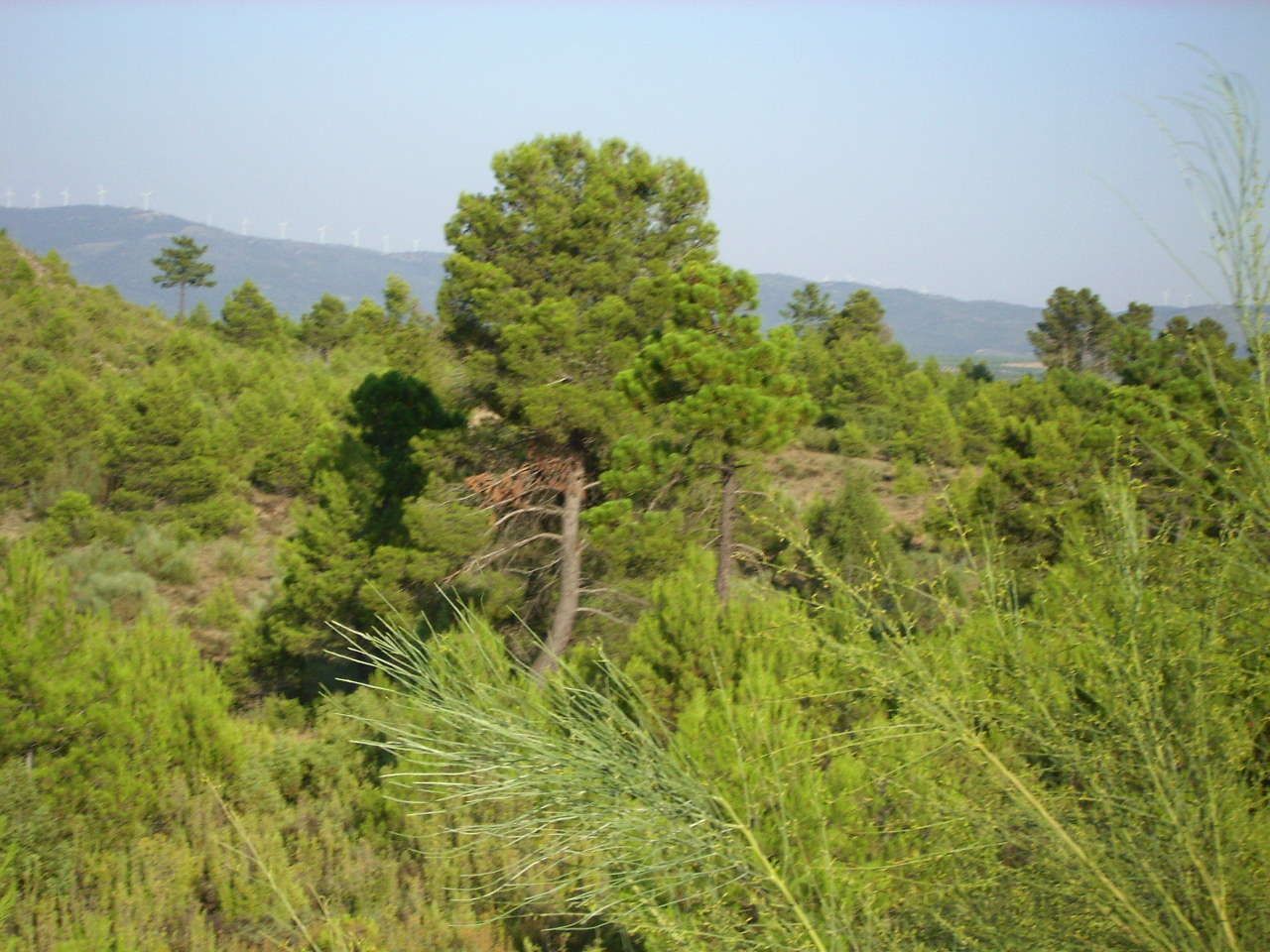 Land for sale in Utiel