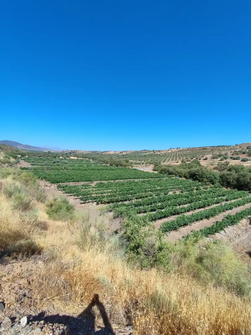 Land for sale in Huéneja