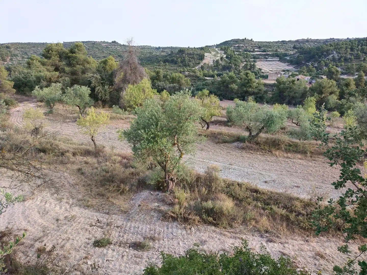 Terreno rústico en venta en Cervià de Les Garrigues, imagen 10