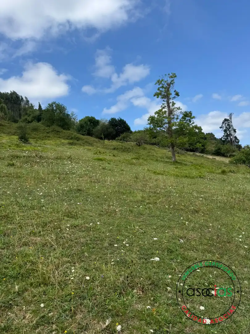 Terreny en venda en Villaviciosa