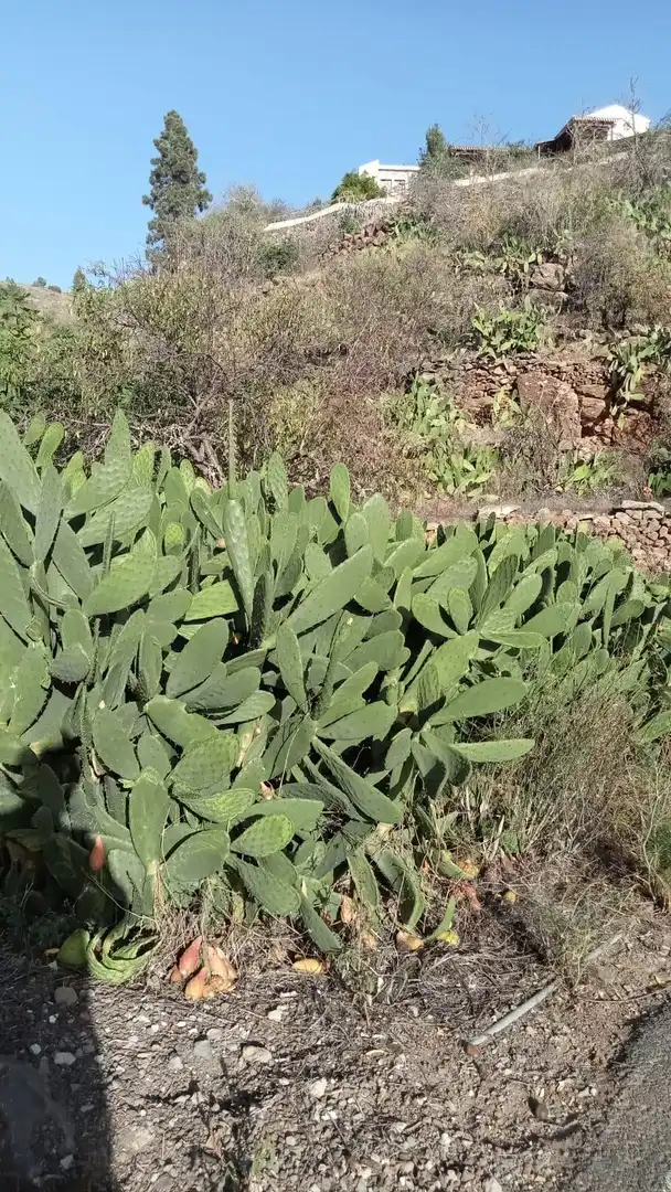 Rural land for sale in Calle la Parranda, imagen 8