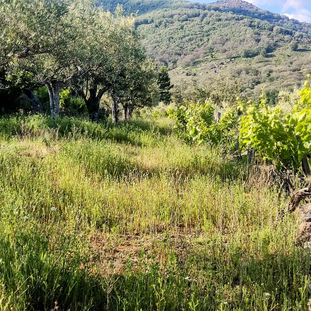 Terreni e lotti in vendita a Losar de la Vera, imagen 3