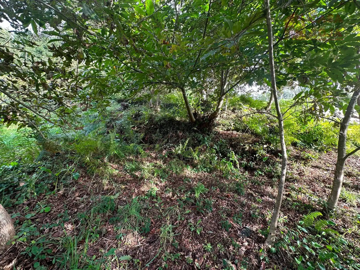 Terrain rustique à vendre à Moaña, imagen 12