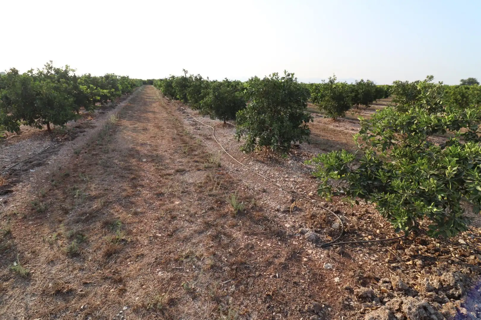 Terreny en venda en Vinaròs