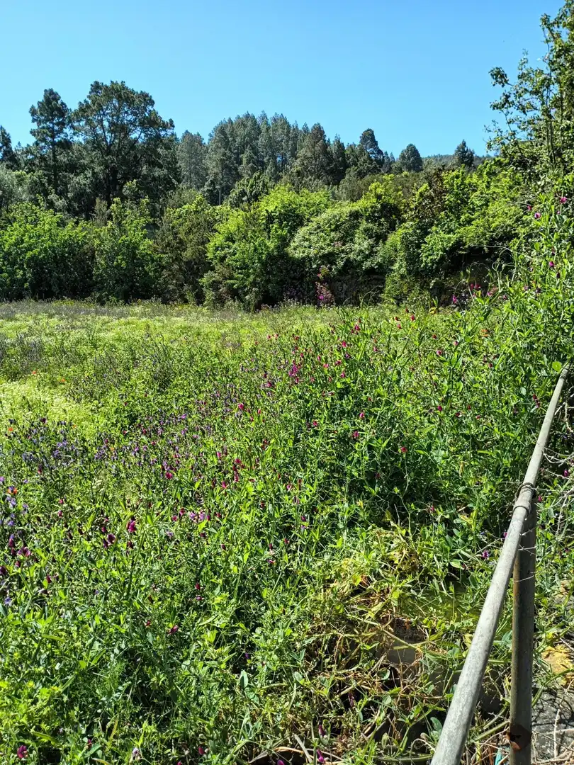 Finca rústica en venta en Garachico
