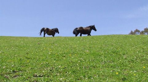 CASA PARA RESTAURAR CON PARCELA Y PAJAR, ESPECTACULARES VISTAS A LA MONTAÑA., imatge 5