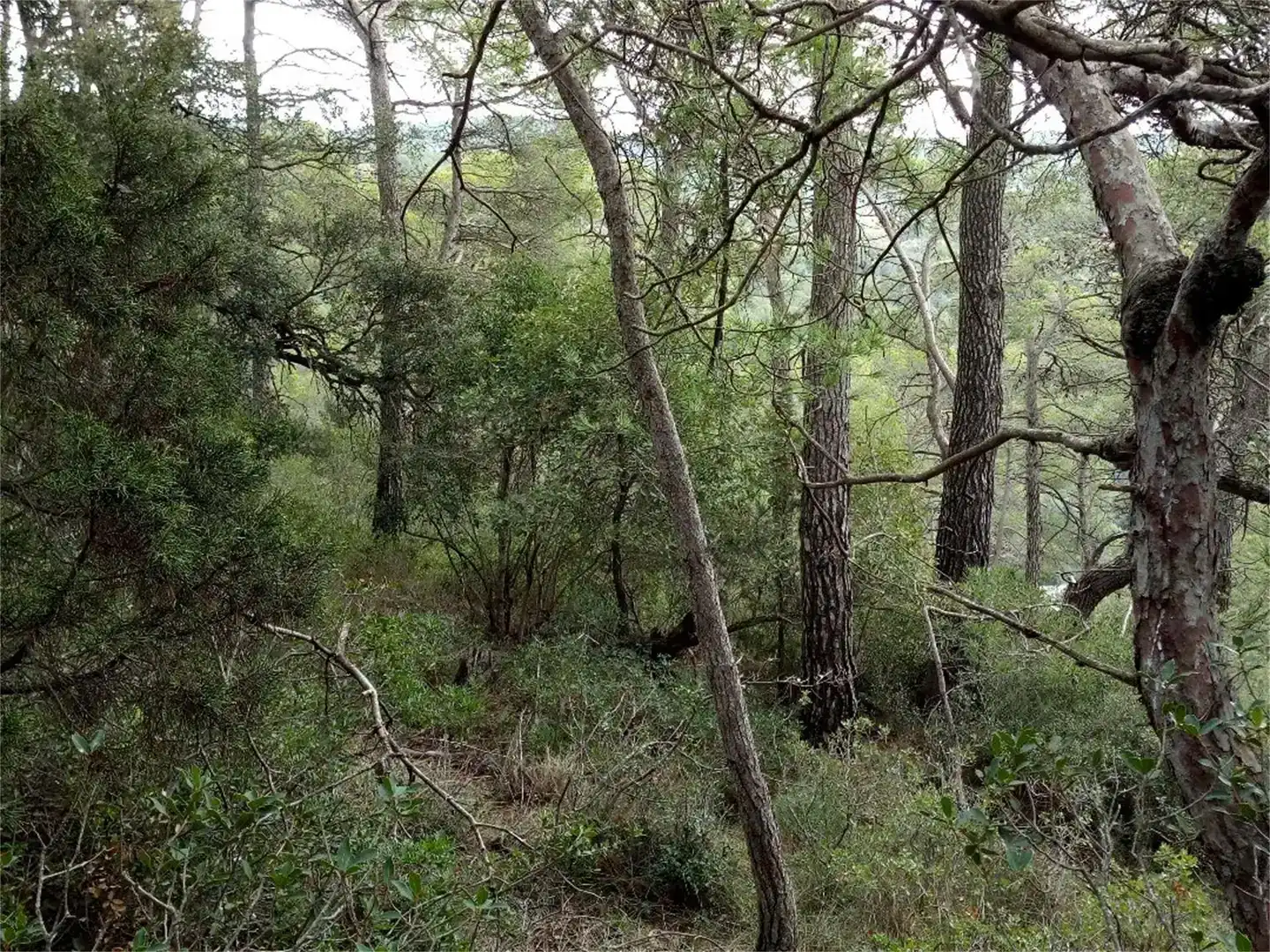 Land for sale in La Llacuna, Barcelona