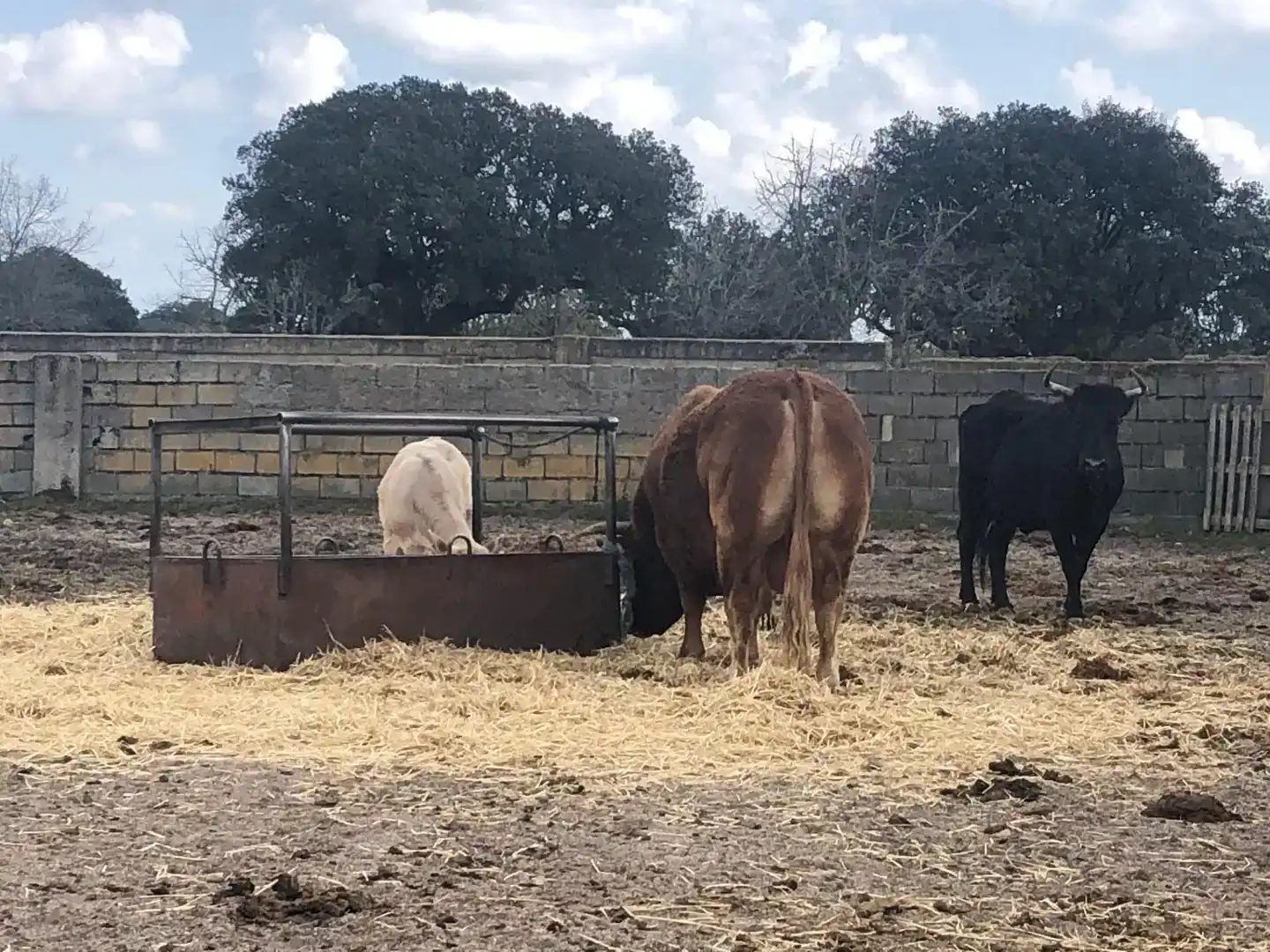 Vista exterior de Terreno en venta en Fuentes de Oñoro