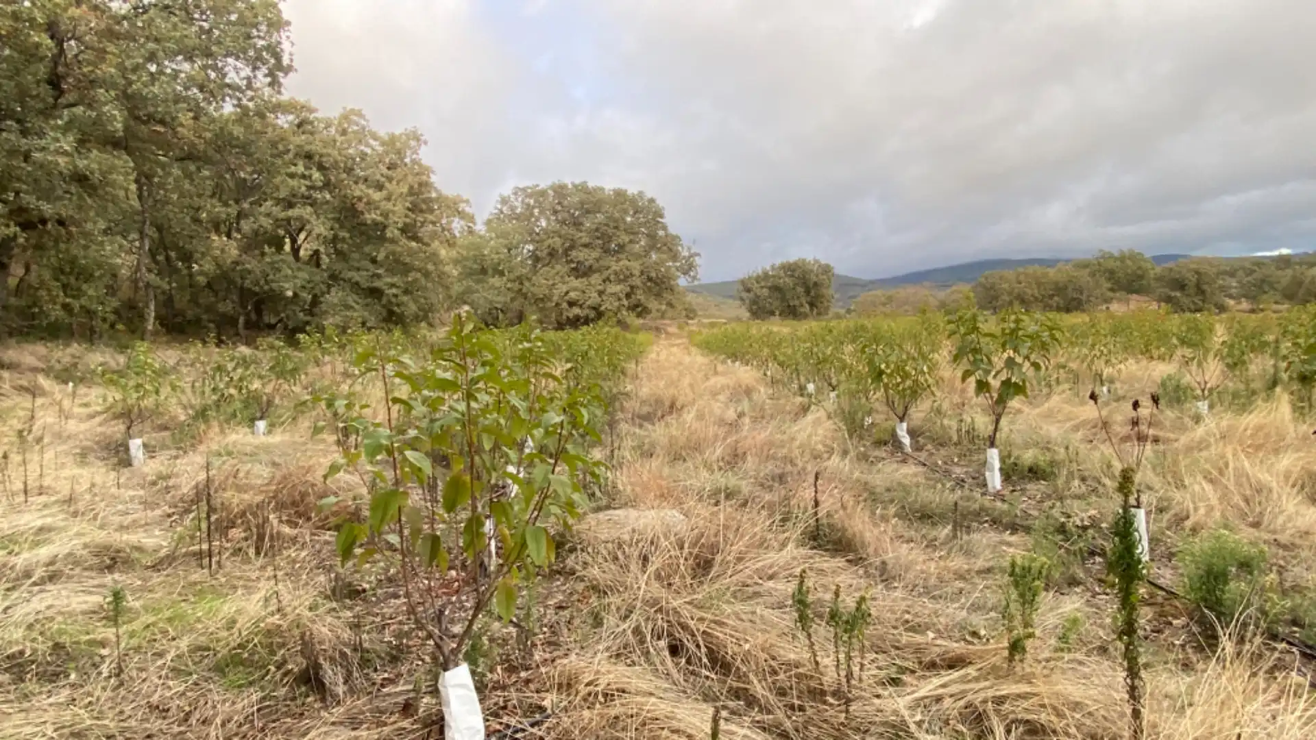 Terreni e lotti in vendita a Gargüera, imagen 8