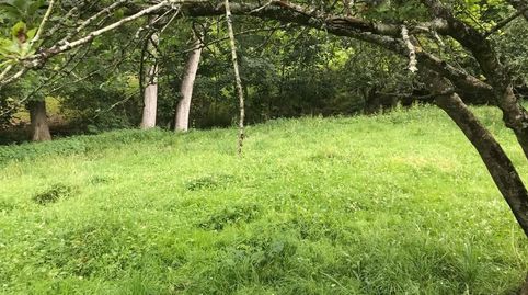 Venta de finca LLANA, edificable, a 10 minutos de Cangas de Onís, imagen 4