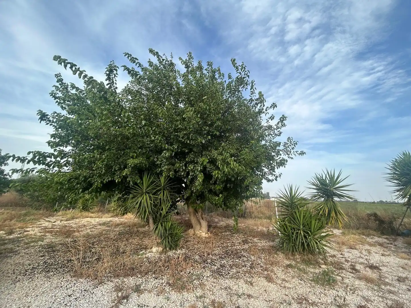 Grundstücke zum Verkauf in Utrera