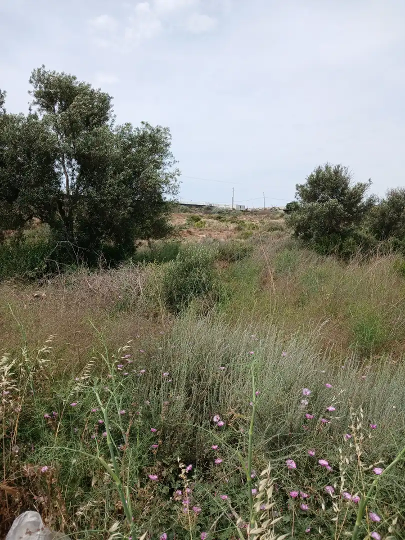 Terreno industrial en venta en El Ejido