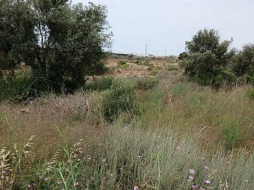 Terreno industrial en venta en Las Norias