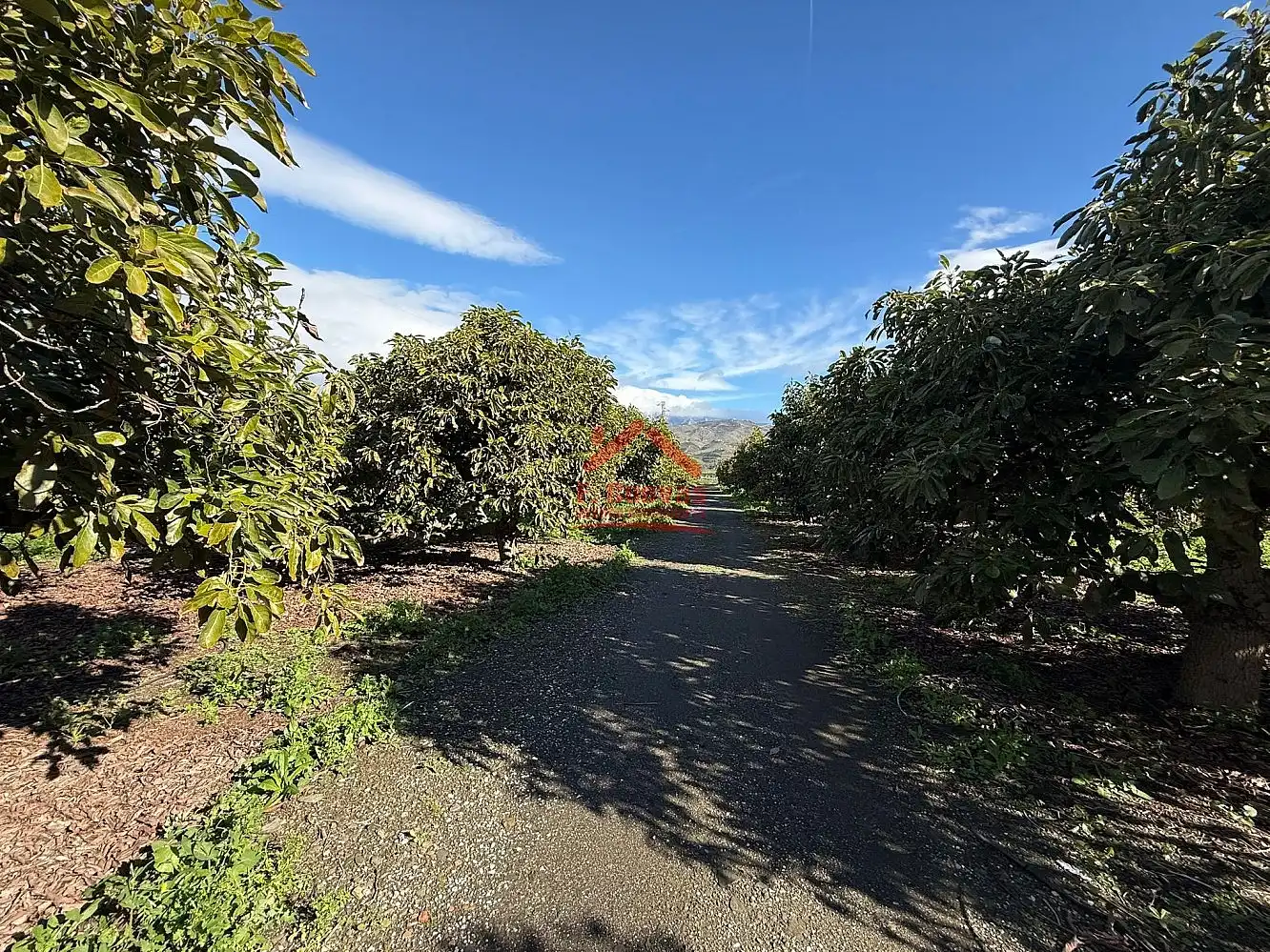 Vista exterior de Finca rústica en venda en Vélez-Málaga amb Terrassa i Piscina