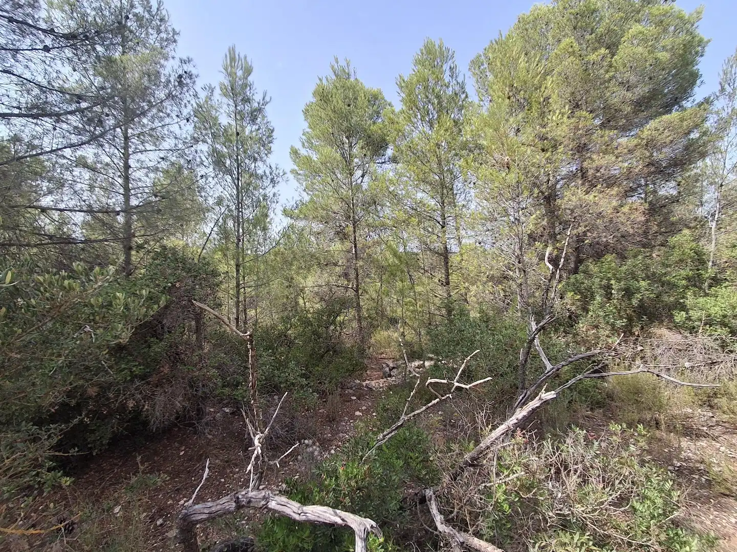 Rural land for sale in Gandesa, imagen 54