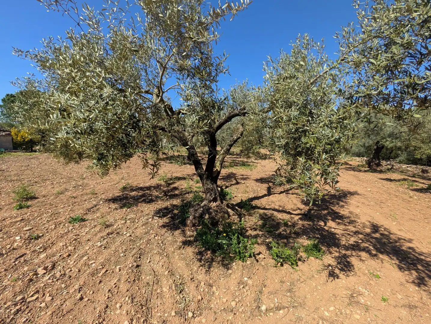 Grundstücke zum Verkauf in Ulldecona