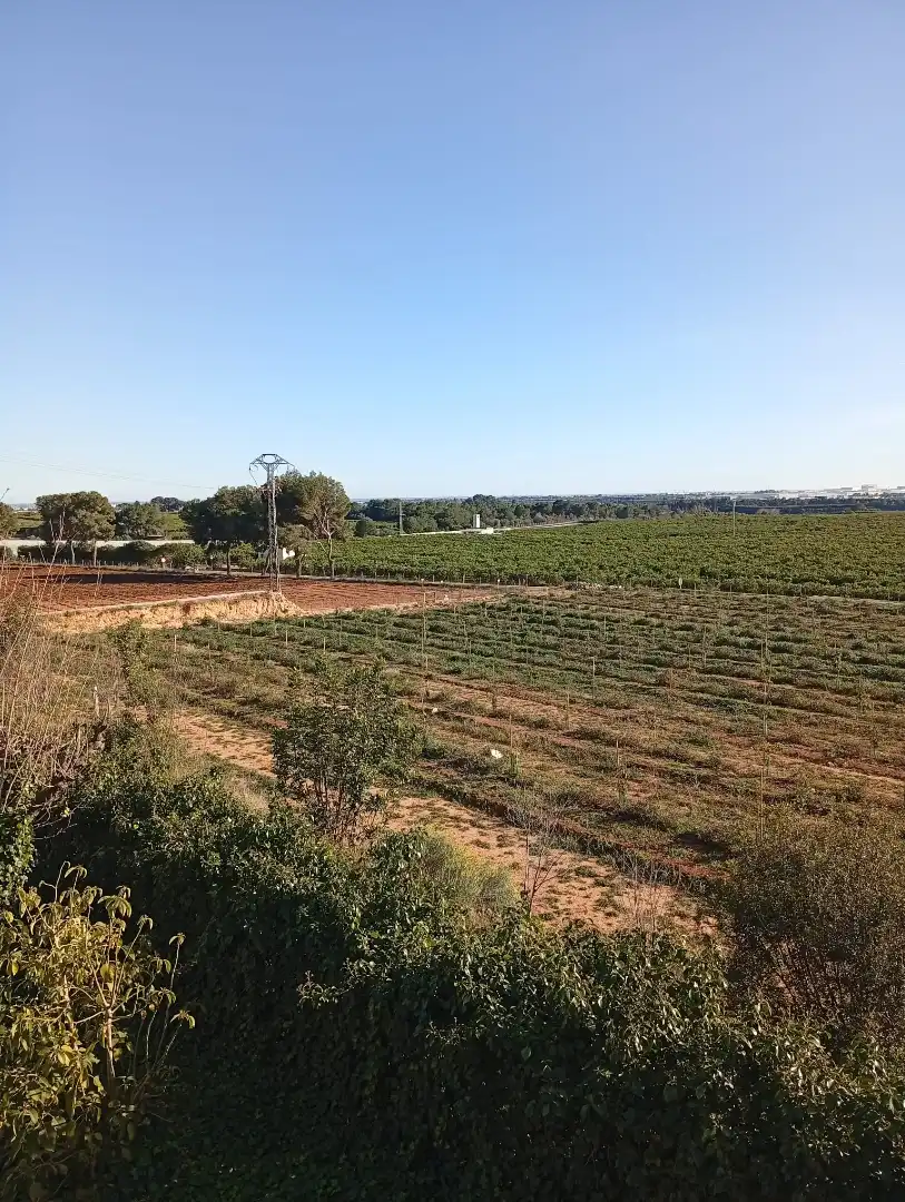 Casa o xalet en venda en Castellón de la Plana / Castelló de la Plana amb Jardí privat, Terrassa i Traster