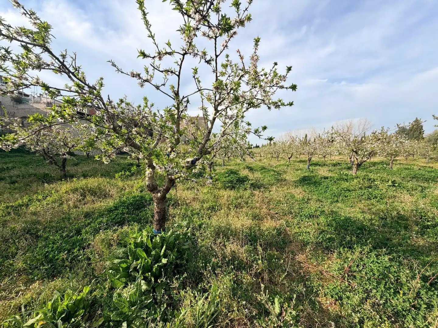 Terreno residenziale in vendita a Albaida, imagen 4