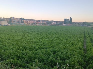 Terreno rustico in vendita a Ribera de Molina - Torrealta